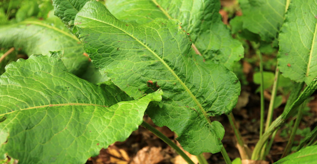 Dock Leaf